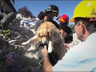 نجات یک سگ از زیر آوار بعد از گذشت ۱۰ روز از زلزله ایتالیا