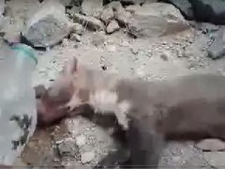 آب دادن به راسویی که از فرط تشنگی رو به مرگ است توسط روستائیان به معنای واقعی انسان