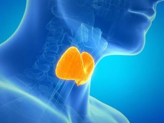 نکاتی درباره یکی از مهم‌ترین غده‌های بدن