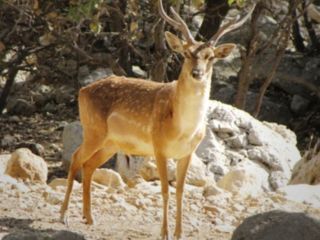 شیوع طاعون حیوانی در پارک پردیسان بجنورد