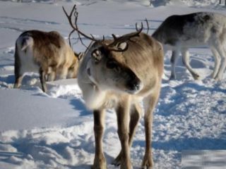 گوشت گوزن قطبی سر سفره ایرانی