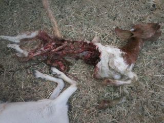 راز حملات حیوان جگرخوار به شهداد