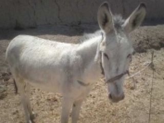 چین همه الاغ‌ های دنیا را می‌خرد!