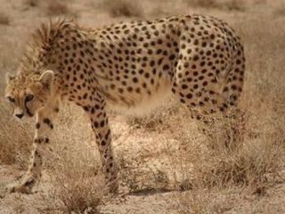 یوزهای ایران به کدام سو می‌دوند؛ انقراض یا بقا؟