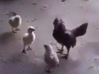 به این میگن جوجه قلدر لات محله