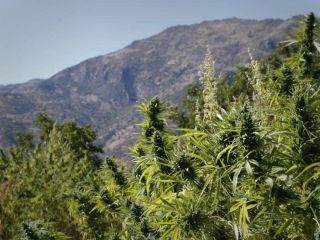 کمپین مصرف «تفریحی» ماریجوانا در ایالت مین آمریکا داغ شد