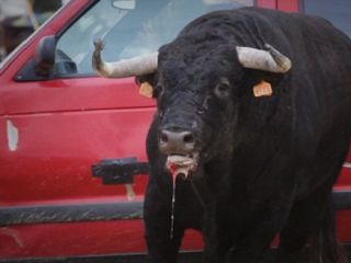 شیوه قانونی شکنجه حیوانات! + تصاویر