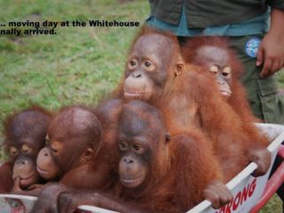 یک شهردار آمریکایی، بخاطر توهین نژاد پرستانه به خانواده اوباما برکنار شد