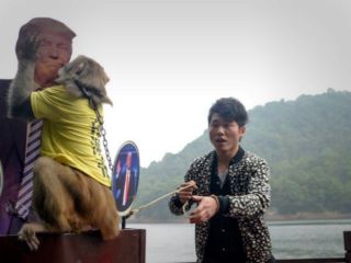 میمون پیشگوی چینی ترامپ را انتخاب کرد!