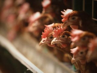 «مرگ بیش از پنج هزار پرنده» در اثر آنفلوآنزای H۵N۸ در اطراف تهران