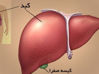 آنچه درباره جگرتان نمی دانید