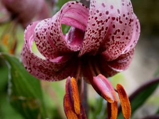 نادرترین گل جهان، در ایران گل داد