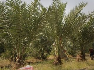 نخل‌های اماراتی در مزارع ولایت ننگرهار افغانستان