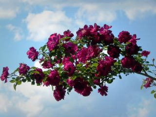 فال روز دوشنبه ۲ ژانویه - ۱۳ دی.