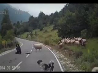 قیام گوسفندان علیه چوپان ستمگر