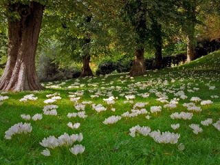 فال روز یکشنبه ۲۹ ژانویه - ۱۰ بهمن.