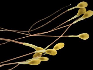 از دانستنی های مردانه!