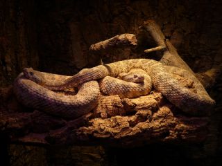 جعبه مرموز به خانه مرد راننده رفت / دوستانش زمانی که جعبه باز شد، غش کردند