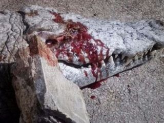 کروکودیل باغ وحش را با سنگ کشتند