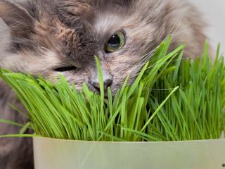 حیوانات از پزشکی چه می‌دانند؟.