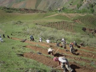 در صدها جریب زمین در ولایت بدخشان پسته کشت خواهد شد