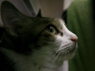 'قتل زنجیره‌ای' بیش از ۲۰۰ گربه‌ در فرانسه