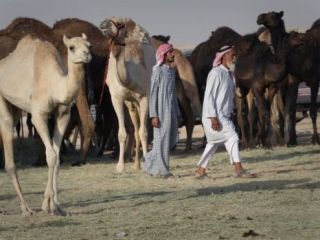 عربستان به قطر: شترهایتان را ببرید