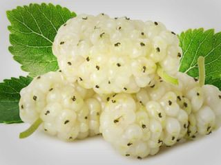 توت، آرامش‌بخش مغز و تنظیم کننده قند بدن