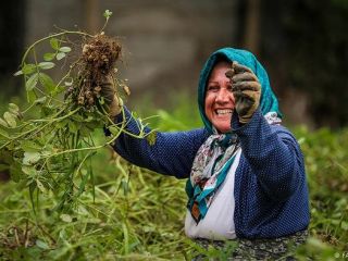 از صف کیک شادباش تا تخت ساعتی ده هزار تومان.