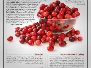 لاغری و دفع سنگ کلیه با این میوه پاییزی+ اینفوگرافی