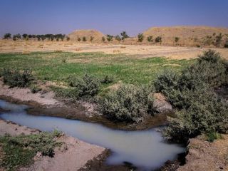 معضل کشاورزی با پساب آلوده فاضلاب در ایران به روایت تصویر .