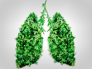 برای پاکسازی مؤثر ریه‌ها، ۱۱ گام غذایی بردارید