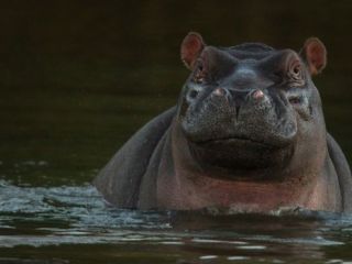 کشف لاشه بیش از ۱۰۰ اسب آبی در نامیبیا