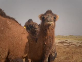 کاهش جمعیت شتر در ایران؛ بلای جان صنعت بیمه