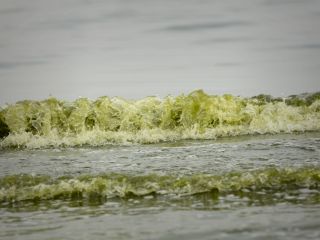 ساحل دریای بندرعباس با هجوم جلبکها سبز شد - تصاویر