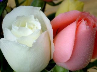 فال روز چهارشنبه ۱۳ دسامبر - ۲۲ آذر.