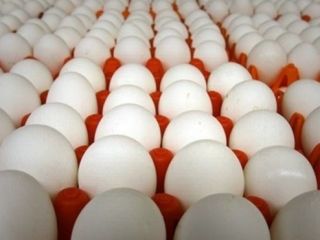 ستاد تنظیم بازار در ایران از کاهش قیمت تخم‌مرغ خبر داد