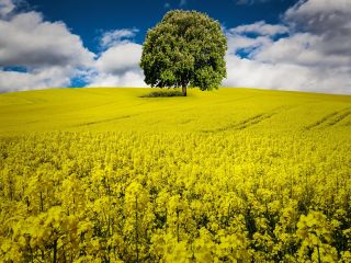 فال روز پنجشنبه ۴ ژانویه - ۱۴ دی.