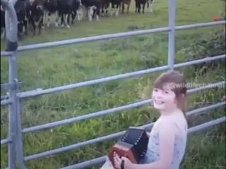 گاوها  هم از موسیقی لذت میبرند - ویدیو