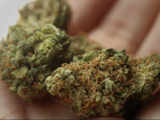 ماری جوانای تقلبی دو تن را کشت و ۵۶ نفر را روانه بیمارستان کرد