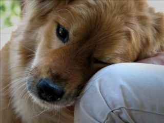 عزیزم! من از نظر عاطفی به تو وابسته‌ام…