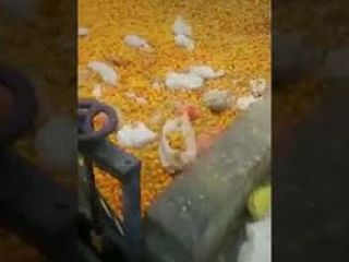 صنعت آب پرتقال در جمهوری اسلامی !