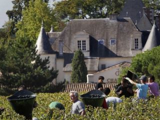 تولید جهانی شراب به پایین ترین سطح در ۶۰ سال گذشته رسید