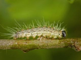 هشدار به لندنی‌ها: مراقب کرم ابریشم سمی باشید