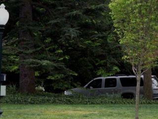 ناپدید شدن درخت اهدایی مکرون از محوطه کاخ سفید