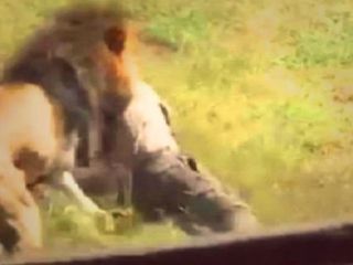 ویدیوی حمله وحشتناک شیر به راهنمای گردشگران در باغ وحش