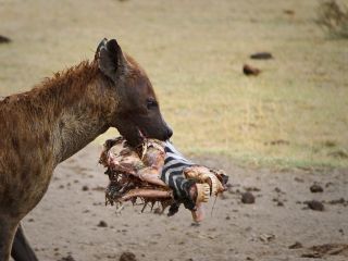 ۲۴ جانور خطرناک و مرگباری که مواجهه شدن با آن ها به معنای مرگ خواهد بود -تصویری