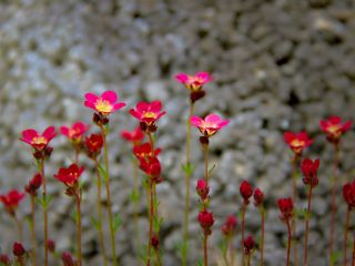 فال روز دوشنبه ۷ می - ۱۷ اردیبهشت.