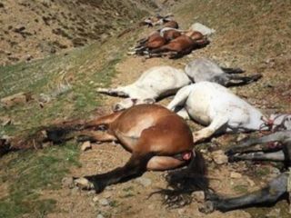 جنجال کشتار ده‌ها اسب متعلق به کولبران