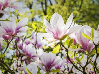 فال روز پنجشنبه ۱۰ می - ۲۰ اردیبهشت.